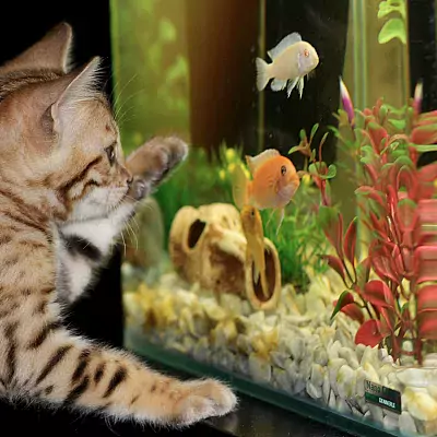 Aquarium